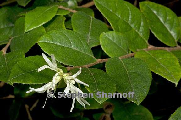 loropetalum chinense 3 graphic